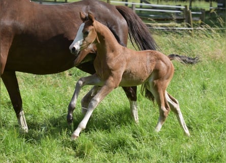 Westphalian, Mare, Foal (05/2026), Brown