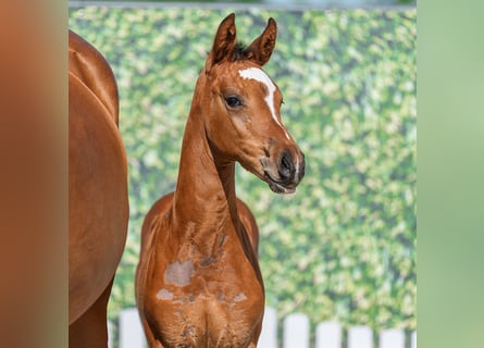 Westphalian, Mare, Foal (05/2026), Brown
