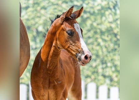 Westphalian, Mare, Foal (06/2026), Brown