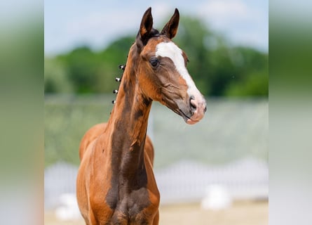 Westphalian, Mare, Foal (03/2026), Brown