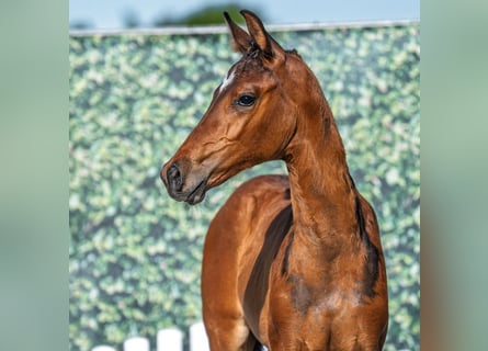 Westphalian, Mare, Foal (05/2025), Brown