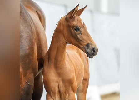 Westphalian, Mare, Foal (06/2024), Brown