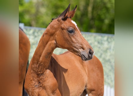 Westphalian, Mare, , Brown