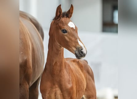 Westphalian, Mare, Foal (06/2024), Brown