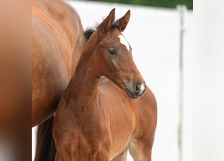 Westphalian, Mare, Foal (04/2024), Brown