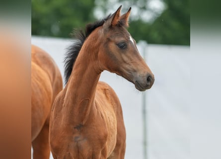 Westphalian, Mare, Foal (03/2024), Brown