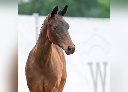 Westphalian, Mare, Foal (04/2024), Brown