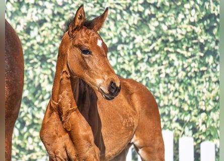 Westphalian, Mare, , Brown