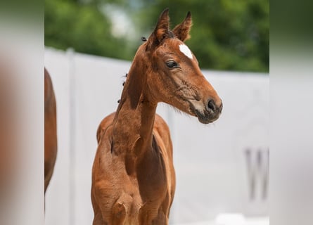 Westphalian, Mare, Foal (04/2024), Brown