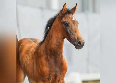 Westphalian, Mare, Foal (05/2024), Brown