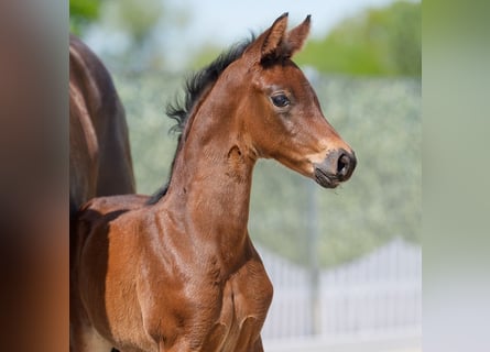 Westphalian, Mare, , Brown