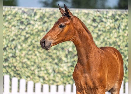 Westphalian, Mare, , Brown