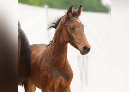 Westphalian, Mare, Foal (03/2024), Brown