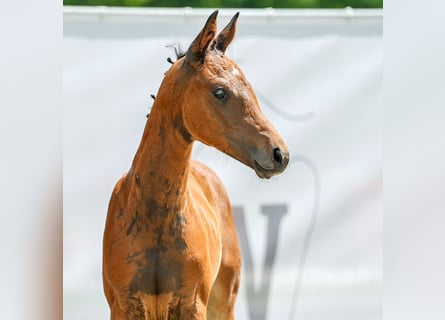 Westphalian, Mare, Foal (04/2024), Brown