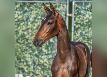 Westphalian, Mare, Foal (05/2025), Brown
