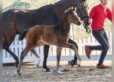 Westphalian, Mare, Foal (02/2026), Brown