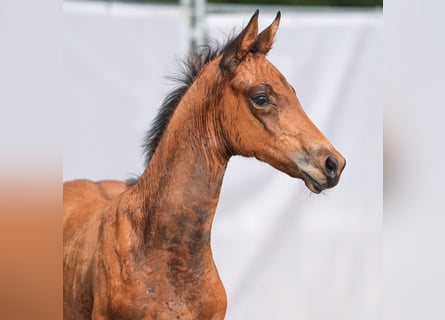 Westphalian, Mare, Foal (06/2024), Brown