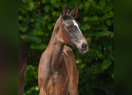 Westphalian, Mare, Foal (04/2024), Brown