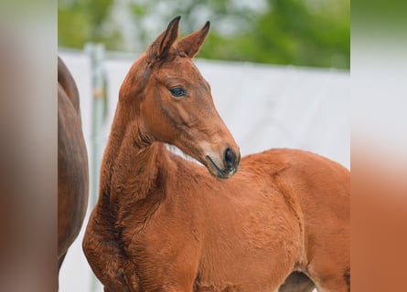 Westphalian, Mare, Foal (02/2024), Brown