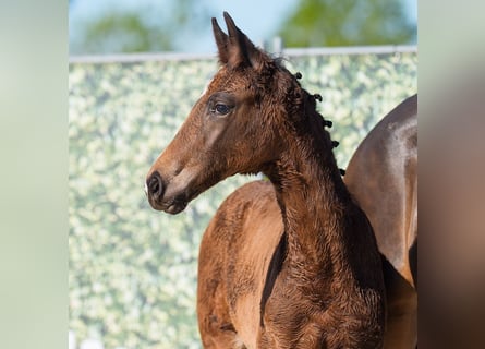 Westphalian, Mare, , Brown