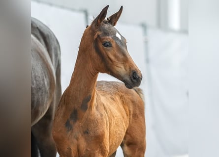 Westphalian, Mare, Foal (04/2024), Brown