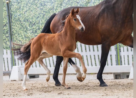 Westphalian, Mare, Foal (02/2026), Brown