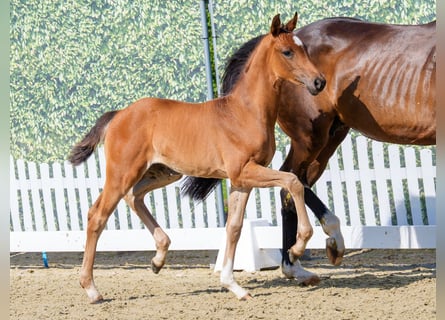 Westphalian, Mare, Foal (05/2026), Brown
