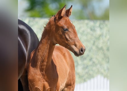 Westphalian, Mare, , Brown