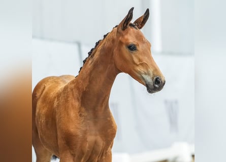 Westphalian, Mare, Foal (04/2024), Brown