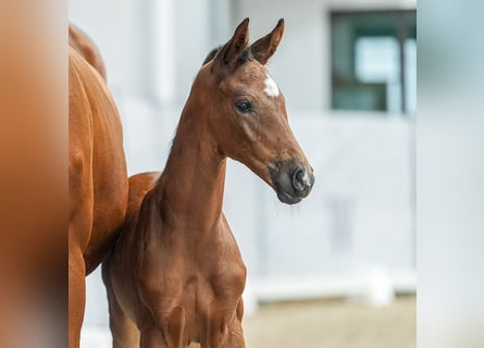 Westphalian, Mare, Foal (06/2024), Brown