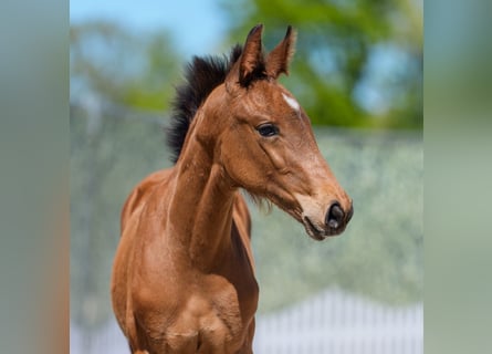 Westphalian, Mare, Foal (02/2026), Brown