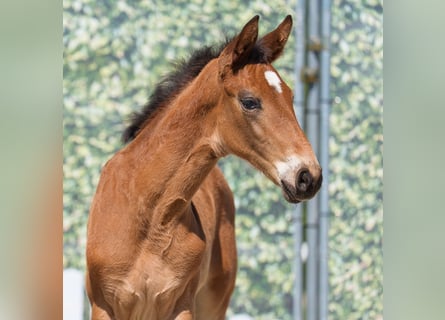 Westphalian, Mare, , Brown