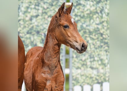 Westphalian, Mare, , Brown