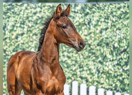 Westphalian, Mare, , Brown