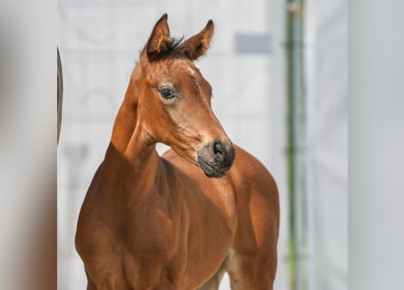 Westphalian, Mare, Foal (05/2024), Brown