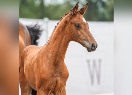 Westphalian, Mare, Foal (06/2024), Brown