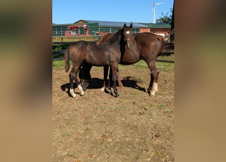 Westphalian, Mare, Foal (03/2025), Brown