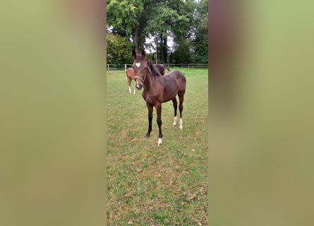 Westphalian, Mare, Foal (03/2025), Brown