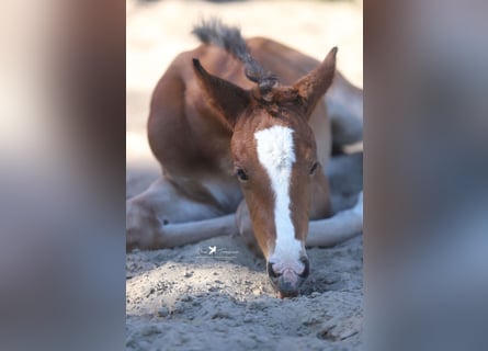 Westphalian, Mare, , Brown