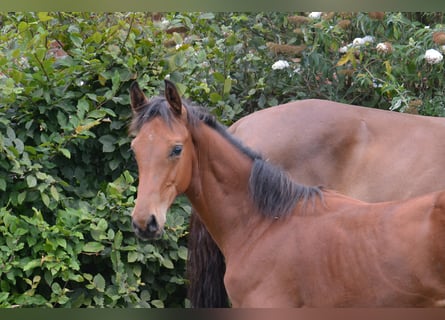 Westphalian, Mare, Foal (04/2023), Brown