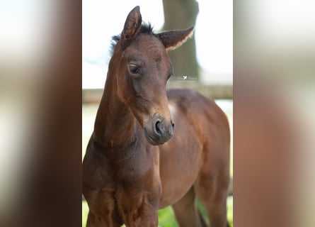 Westphalian, Mare, , Brown