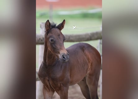 Westphalian, Mare, , Brown