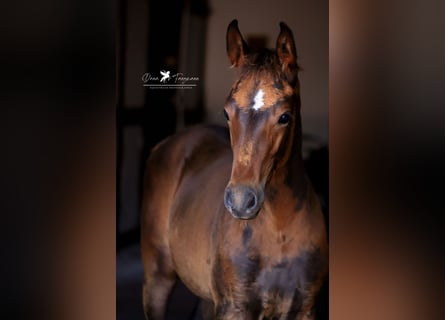 Westphalian, Mare, Foal (05/2024), Brown