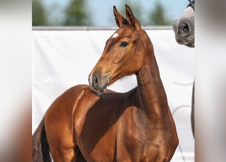 Westphalian, Mare, Foal (03/2024), Brown