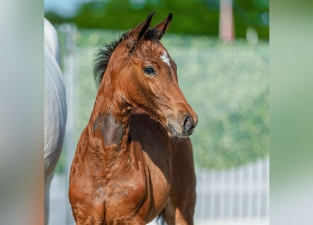 Westphalian, Mare, Foal (05/2026), Brown