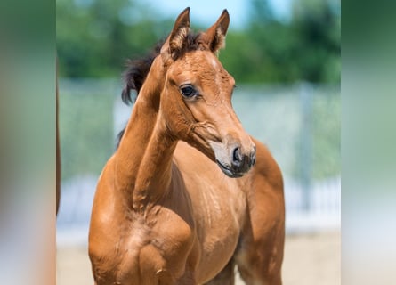 Westphalian, Mare, Foal (05/2026), Brown