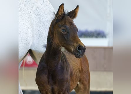 Westphalian, Mare, Foal (06/2026), Brown