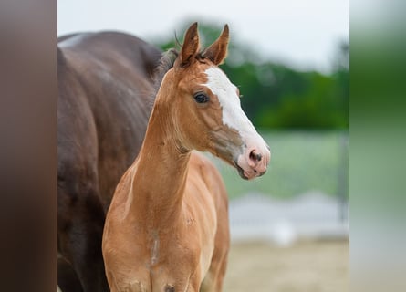 Westphalian, Mare, Foal (05/2026), Brown