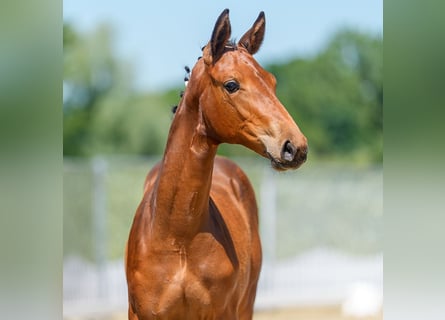 Westphalian, Mare, Foal (03/2026), Brown