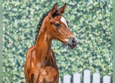 Westphalian, Mare, Foal (06/2025), Brown